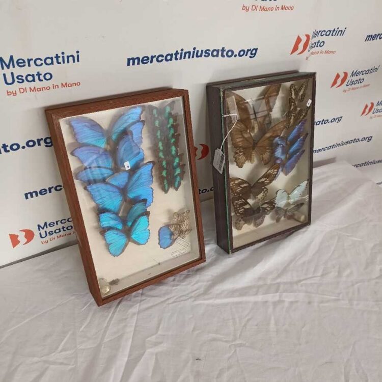 Coppia di teche con farfalle spillate